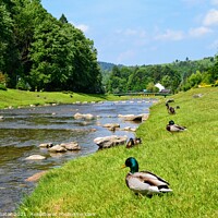 Buy canvas prints of Ducks next to the stream by Paulina Sator