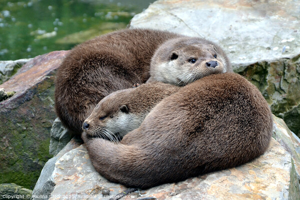 Two otter cutties in love Picture Board by Paulina Sator