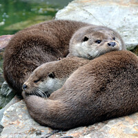 Buy canvas prints of Two otter cutties in love by Paulina Sator