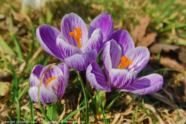 Purple crocus flowering in early spring Picture Board by Paulina Sator