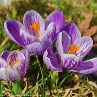 Buy canvas prints of Purple crocus flowering in early spring by Paulina Sator