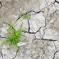 Buy canvas prints of  Cracked earth with grass sprouts by Paulina Sator