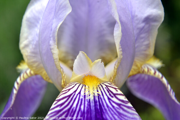 Purple Iris flower closeup Picture Board by Paulina Sator