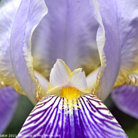 Buy canvas prints of Purple Iris flower closeup by Paulina Sator