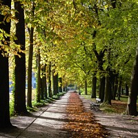 Buy canvas prints of Walking through the Avenue of chestnuts  by Paulina Sator