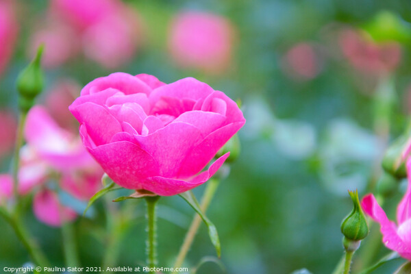 Pink rose in the garden Picture Board by Paulina Sator