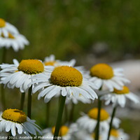Buy canvas prints of Lovely chamomile flowers in the garden by Paulina Sator