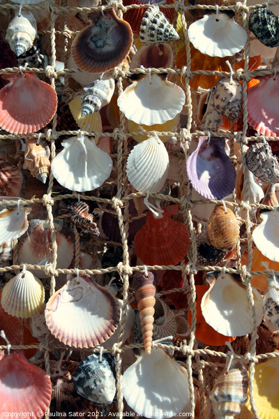 Marinistic decoration with sea shells Picture Board by Paulina Sator