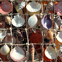 Buy canvas prints of Marinistic decoration with sea shells by Paulina Sator
