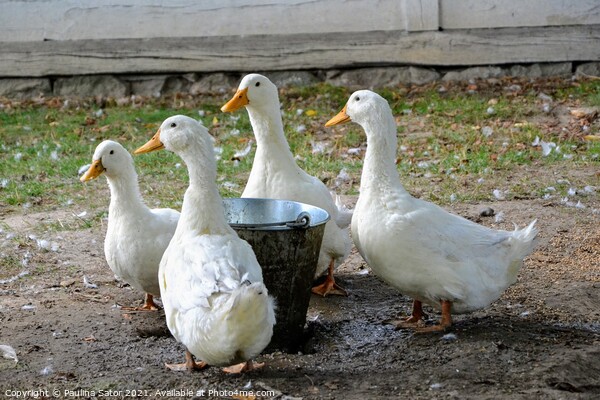 Ducks in a rural yard Picture Board by Paulina Sator