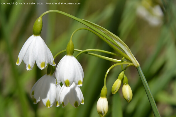 Summer snowflakes. Galanthus nivalis Picture Board by Paulina Sator