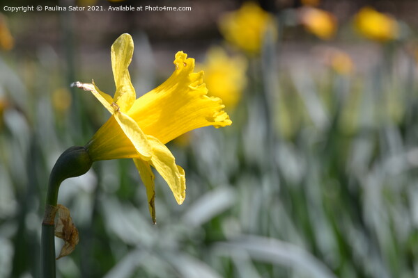Yellow narcissus flower in the garden Picture Board by Paulina Sator