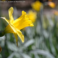 Buy canvas prints of Yellow narcissus flower in the garden by Paulina Sator