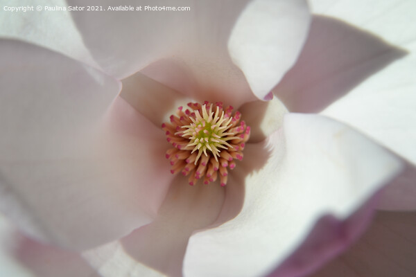 Magnolia flower inside Picture Board by Paulina Sator