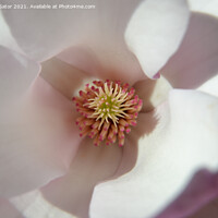 Buy canvas prints of Magnolia flower inside by Paulina Sator