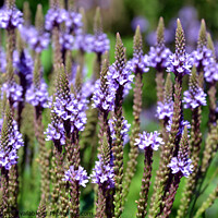 Buy canvas prints of Blue vervain beautiful flowers by Paulina Sator