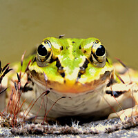 Buy canvas prints of The frog prince by Paulina Sator