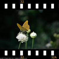 Buy canvas prints of Butterfly in the film frame by Paulina Sator