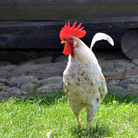 Buy canvas prints of White rooster in a rural yard by Paulina Sator