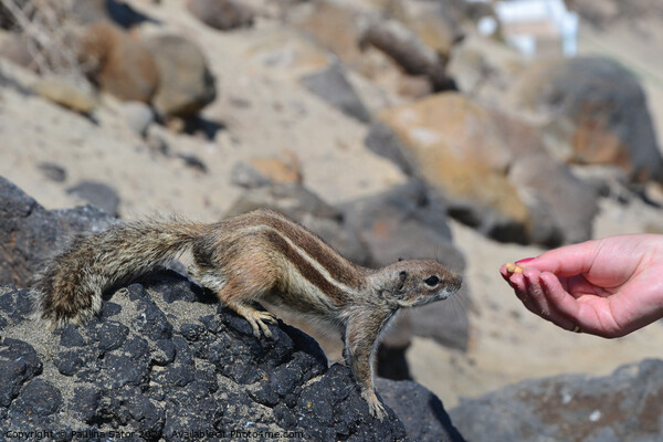 The wild barbary ground squirrel taking a nut Picture Board by Paulina Sator