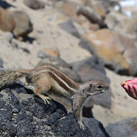 Buy canvas prints of The wild barbary ground squirrel taking a nut by Paulina Sator