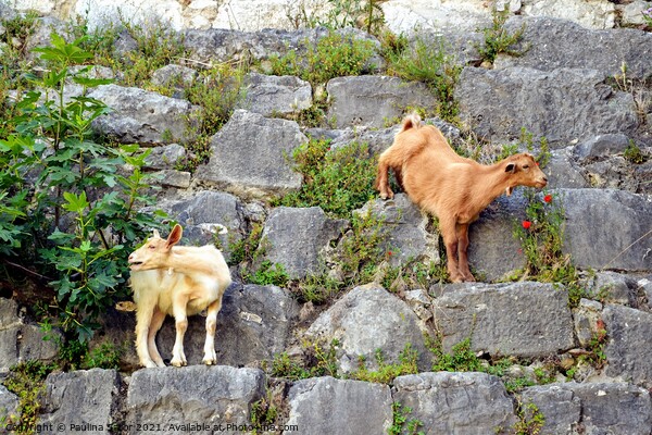 Two goats on the stone wall Picture Board by Paulina Sator