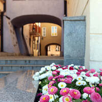 Buy canvas prints of  Daisies, Warsaw Old Town  by Paulina Sator