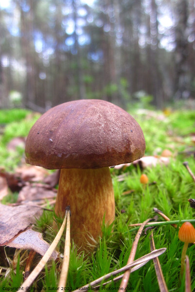 Bay bolete in the forest Picture Board by Paulina Sator