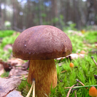 Buy canvas prints of Bay bolete in the forest by Paulina Sator