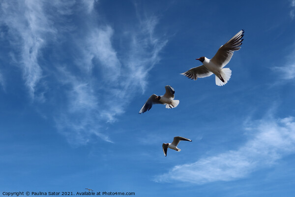 Sea gulls in the air Picture Board by Paulina Sator