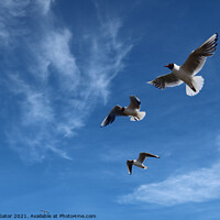 Buy canvas prints of Sea gulls in the air by Paulina Sator