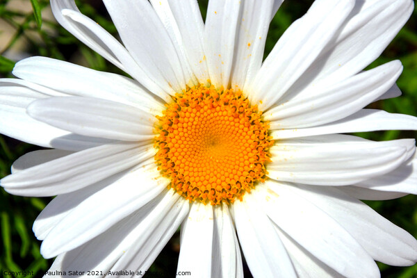 Oxeye daisy  Picture Board by Paulina Sator