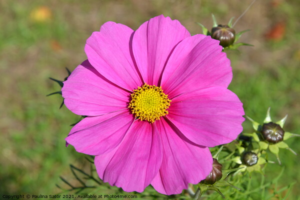 Pink Cosmos flower  Picture Board by Paulina Sator