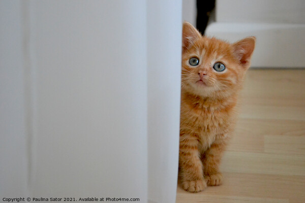 Kitten's curiosity Picture Board by Paulina Sator