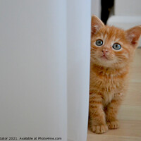 Buy canvas prints of Kitten's curiosity by Paulina Sator