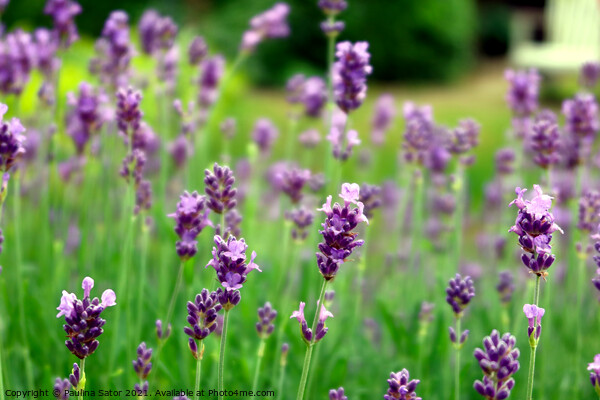 Lavender field Picture Board by Paulina Sator