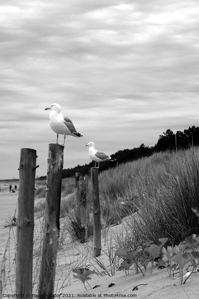 Seagulls in black & white Picture Board by Paulina Sator