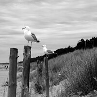 Buy canvas prints of Seagulls in black & white by Paulina Sator