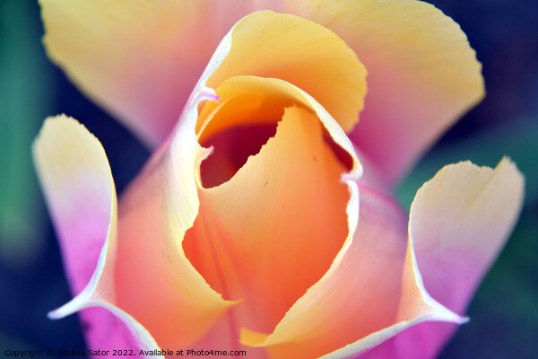 Romantic tulip  Picture Board by Paulina Sator