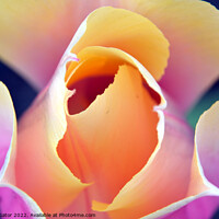 Buy canvas prints of Romantic tulip  by Paulina Sator