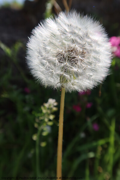  White ball of dandelion  Picture Board by Paulina Sator