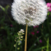 Buy canvas prints of  White ball of dandelion  by Paulina Sator