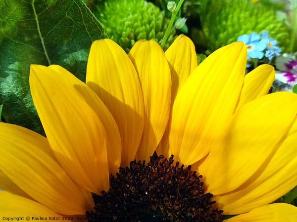 Sunflower beauty Picture Board by Paulina Sator