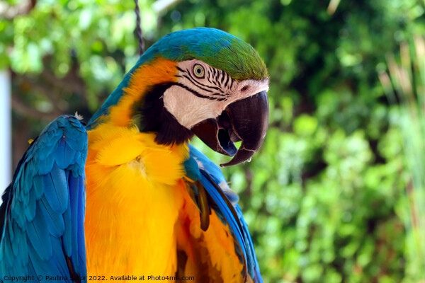 Blue and yellow macaw portrait Picture Board by Paulina Sator