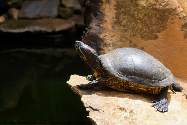 Turtle on the edge of a cliff Picture Board by Paulina Sator