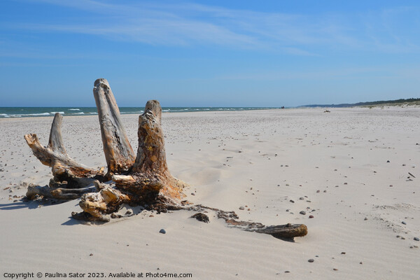 Baltic Sea coast and wild beach  Picture Board by Paulina Sator