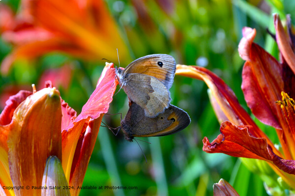 Butterflies love Picture Board by Paulina Sator