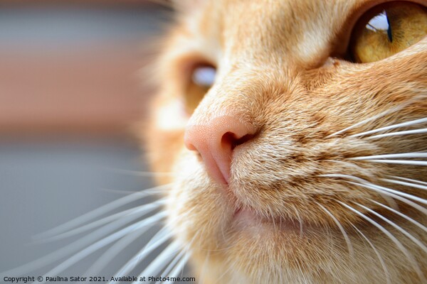 Close-up portrait of redhead cat Picture Board by Paulina Sator