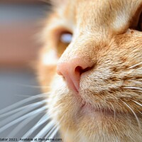 Buy canvas prints of Close-up portrait of redhead cat by Paulina Sator