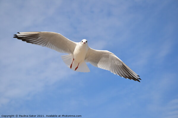 Single seagull in the blue sky Picture Board by Paulina Sator